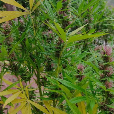 Desconocida #2 growlog timeline photo