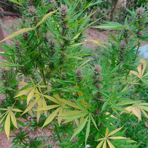 Desconocida #2 growlog timeline photo