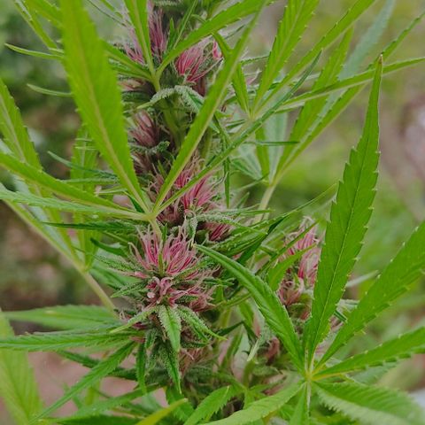 Desconocida #2 growlog timeline photo