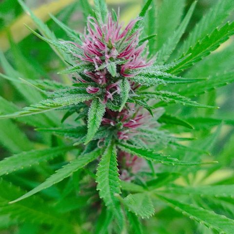 Desconocida #2 growlog timeline photo