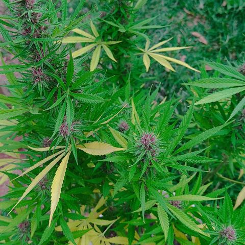 Desconocida #2 growlog timeline photo