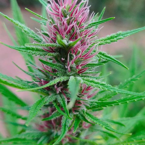 Desconocida #2 growlog timeline photo
