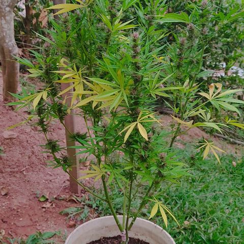 Desconocida #2 growlog timeline photo