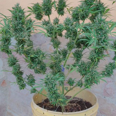 Rosa kush growlog timeline photo