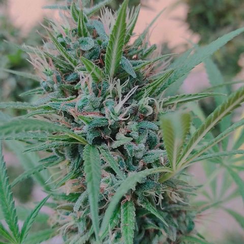 Rosa kush growlog timeline photo