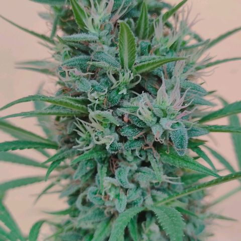 Rosa kush growlog timeline photo