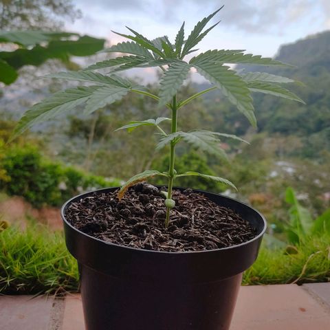 Catas BD #1 growlog timeline photo