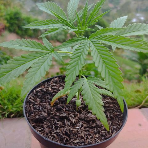 Catas BD #1 growlog timeline photo
