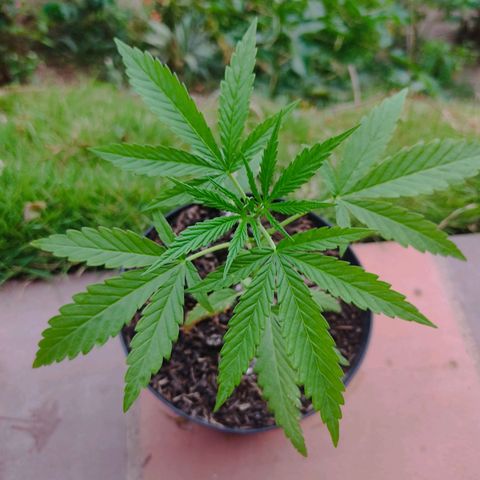 Catas BD #1 growlog timeline photo
