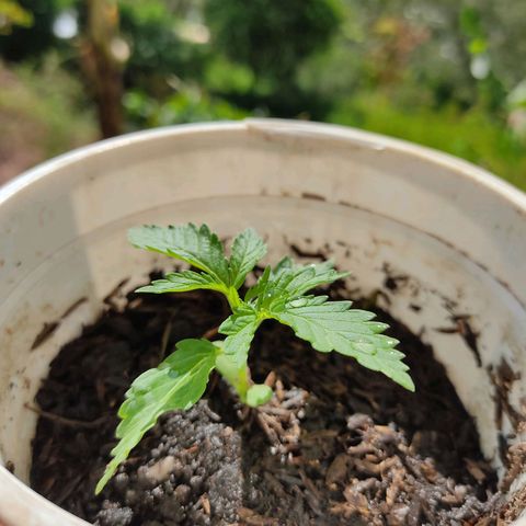 Novellow growlog photo: Se agregó sustrato 