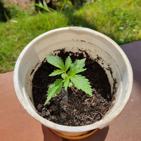 Novellow growlog photo: Se agregó sustrato 