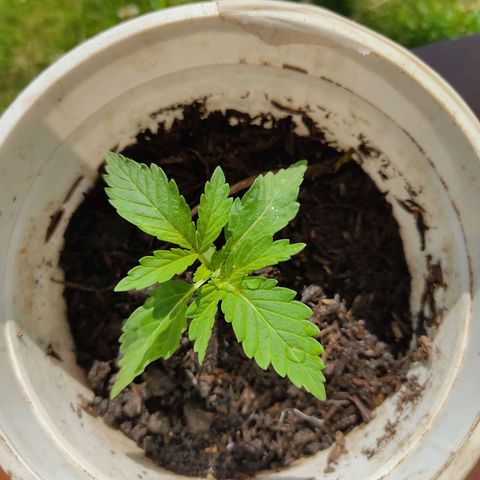 Novellow growlog photo: Se agregó sustrato 