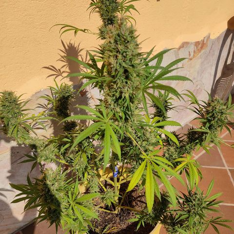 Rosa kush growlog timeline photo