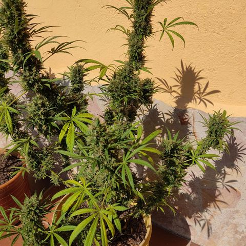 Rosa kush growlog timeline photo