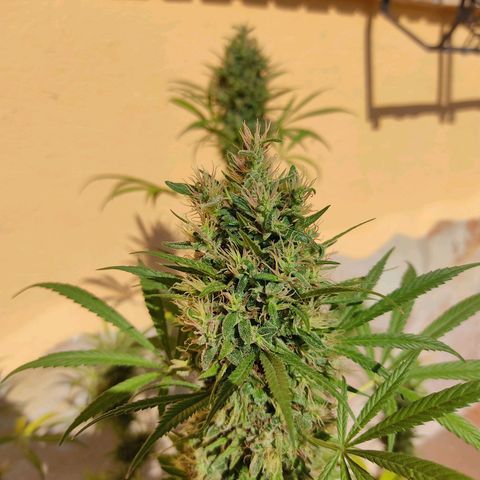 Rosa kush growlog timeline photo