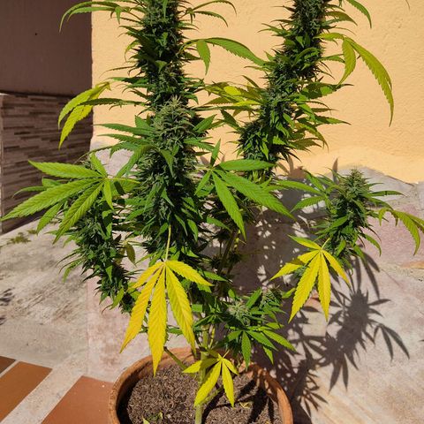 MesaMad growlog timeline photo