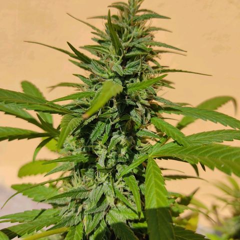 MesaMad growlog timeline photo