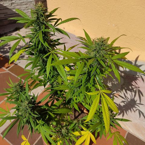 MesaMad growlog timeline photo