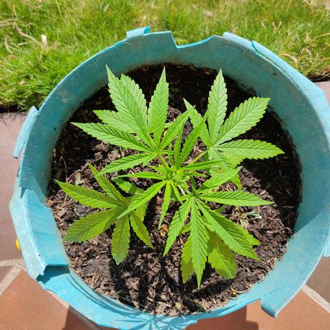 Catas BD #1 growlog photo: Transplante 