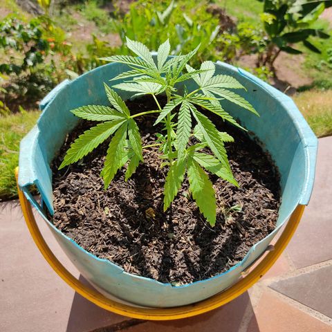 Catas BD #1 growlog timeline photo