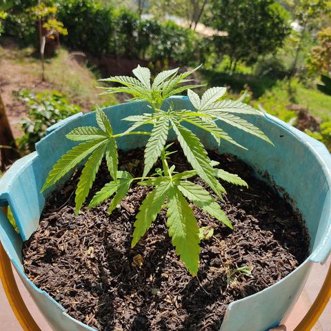 Catas BD #1 growlog timeline photo