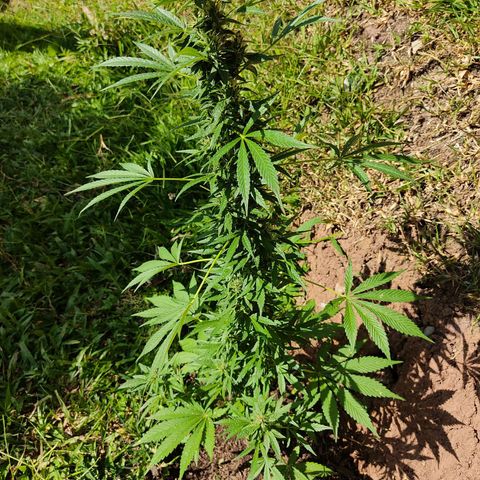 Las 3 marías  #3 growlog timeline photo