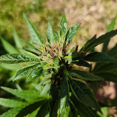 Las 3 marías  #3 growlog timeline photo