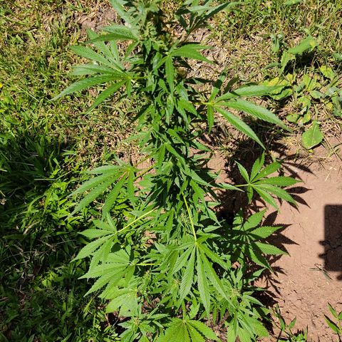 Las 3 marías  #3 growlog timeline photo