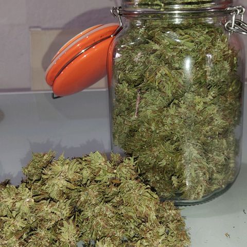 Piñita limón  growlog timeline photo