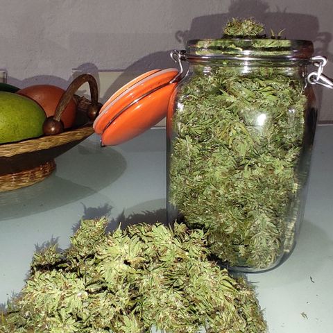 Piñita limón  growlog timeline photo