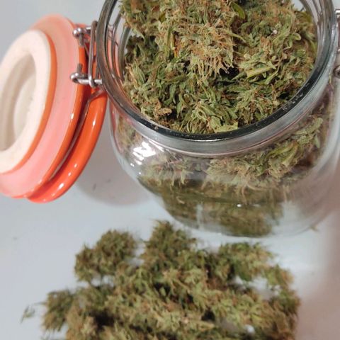 Piñita limón  growlog timeline photo