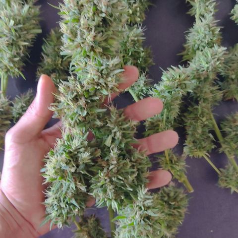 Rosa kush growlog timeline photo