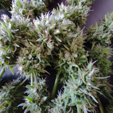 Rosa kush growlog timeline photo