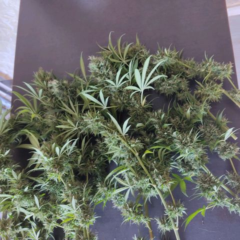 Rosa kush growlog timeline photo