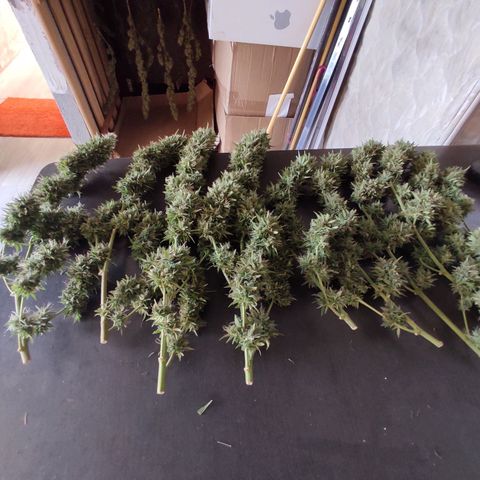 Rosa kush growlog timeline photo
