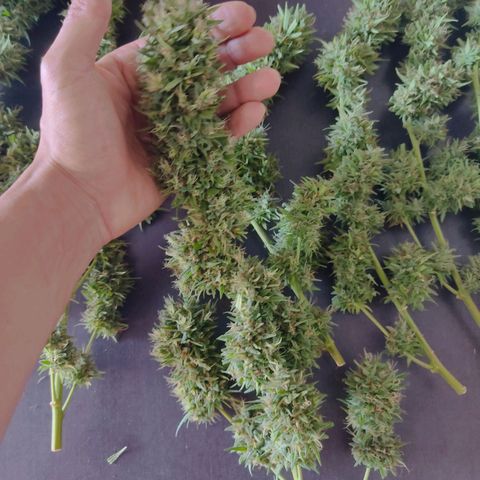 Rosa kush growlog timeline photo
