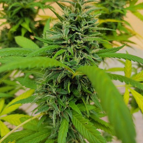MesaMad growlog timeline photo