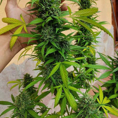 MesaMad growlog timeline photo