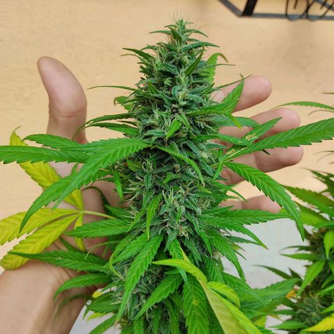 MesaMad growlog timeline photo