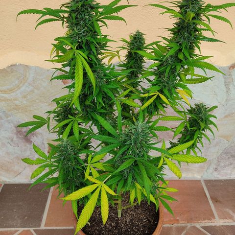 MesaMad growlog timeline photo