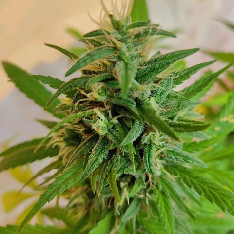 MesaMad growlog timeline photo