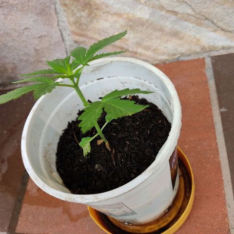 Novellow growlog timeline photo
