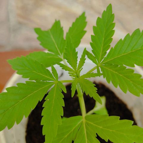 Novellow growlog timeline photo