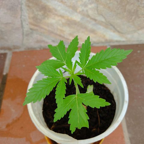 Novellow growlog timeline photo