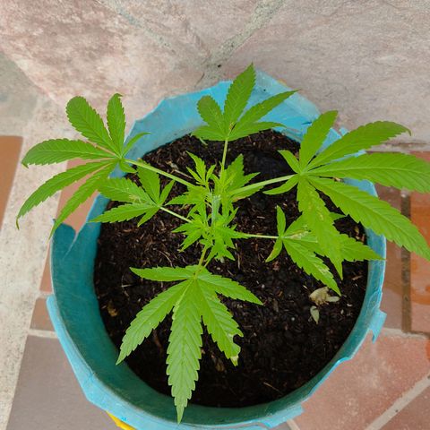 Catas BD #1 growlog timeline photo