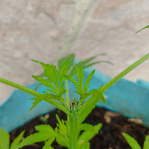 Catas BD #1 growlog timeline photo