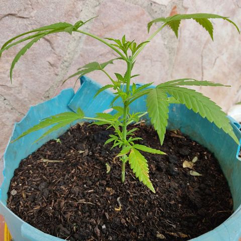 Catas BD #1 growlog timeline photo