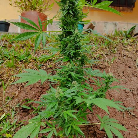 Las 3 marías  #3 growlog timeline photo