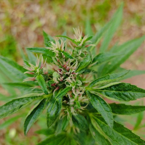 Las 3 marías  #3 growlog timeline photo