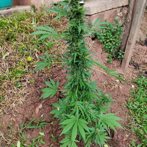 Las 3 marías  #3 growlog timeline photo